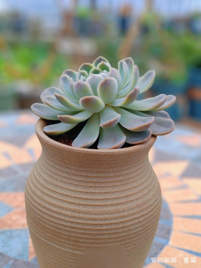 陕西秋天的多肉