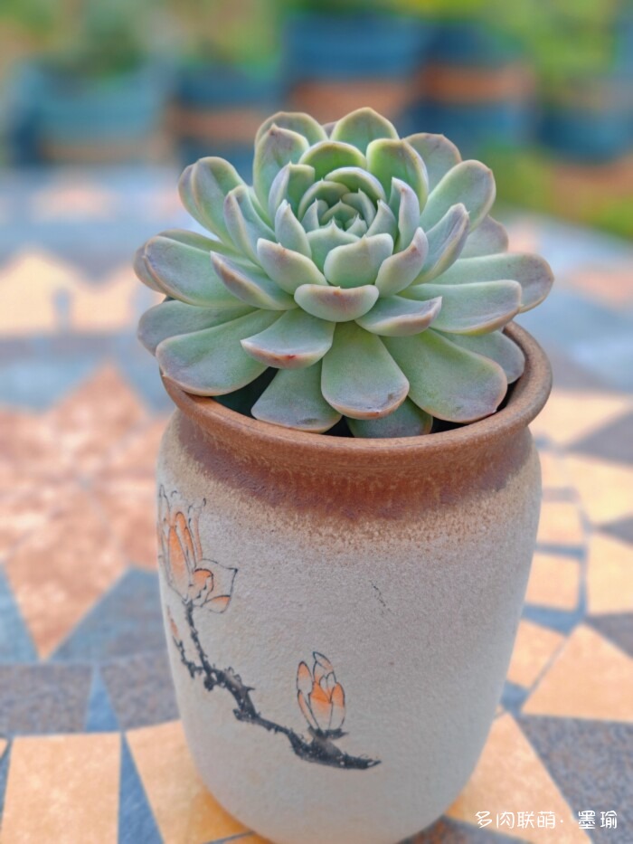 陕西秋天的多肉