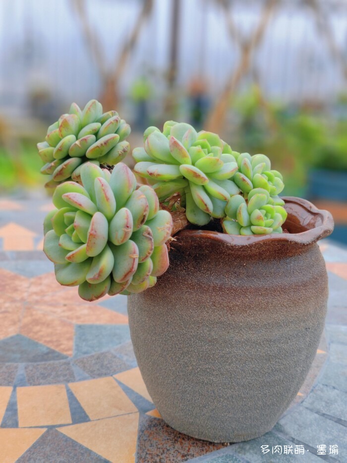 陕西秋天的多肉