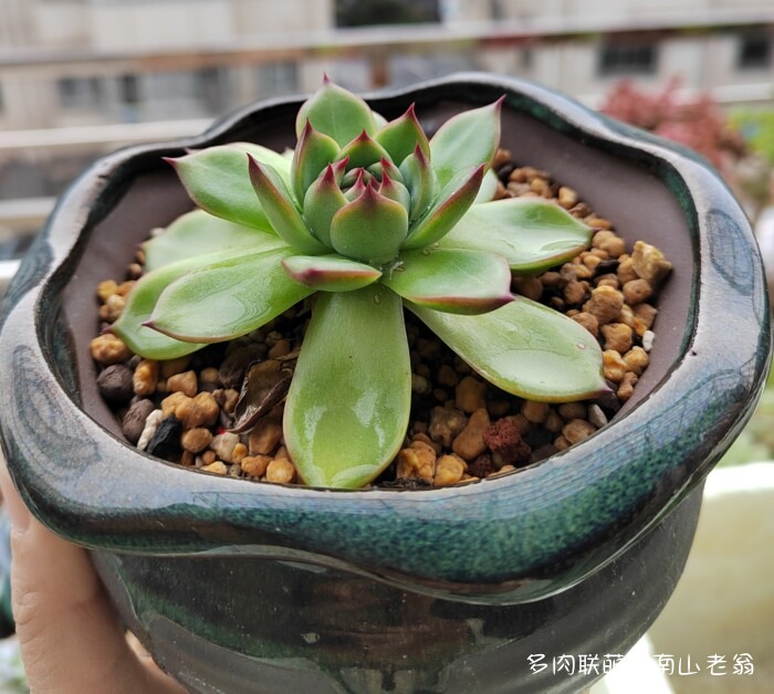 秋天新买的多肉