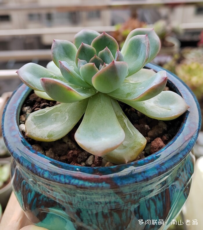 秋天新买的多肉