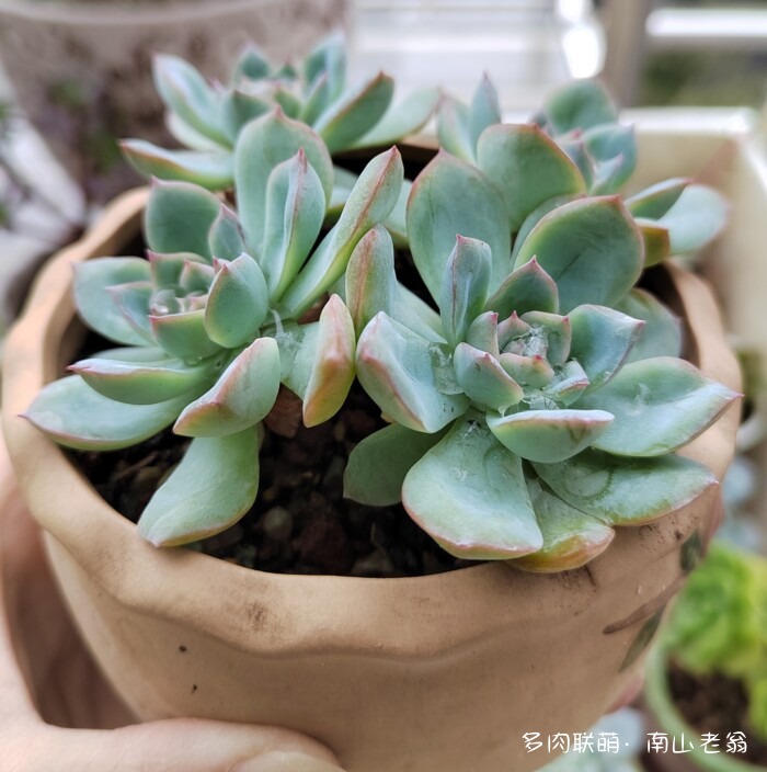 秋天新买的多肉