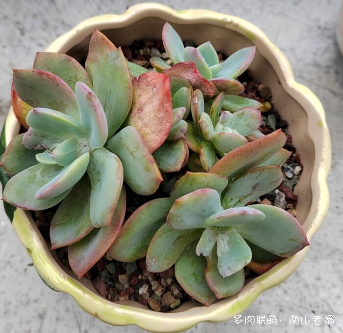 秋天新买的多肉