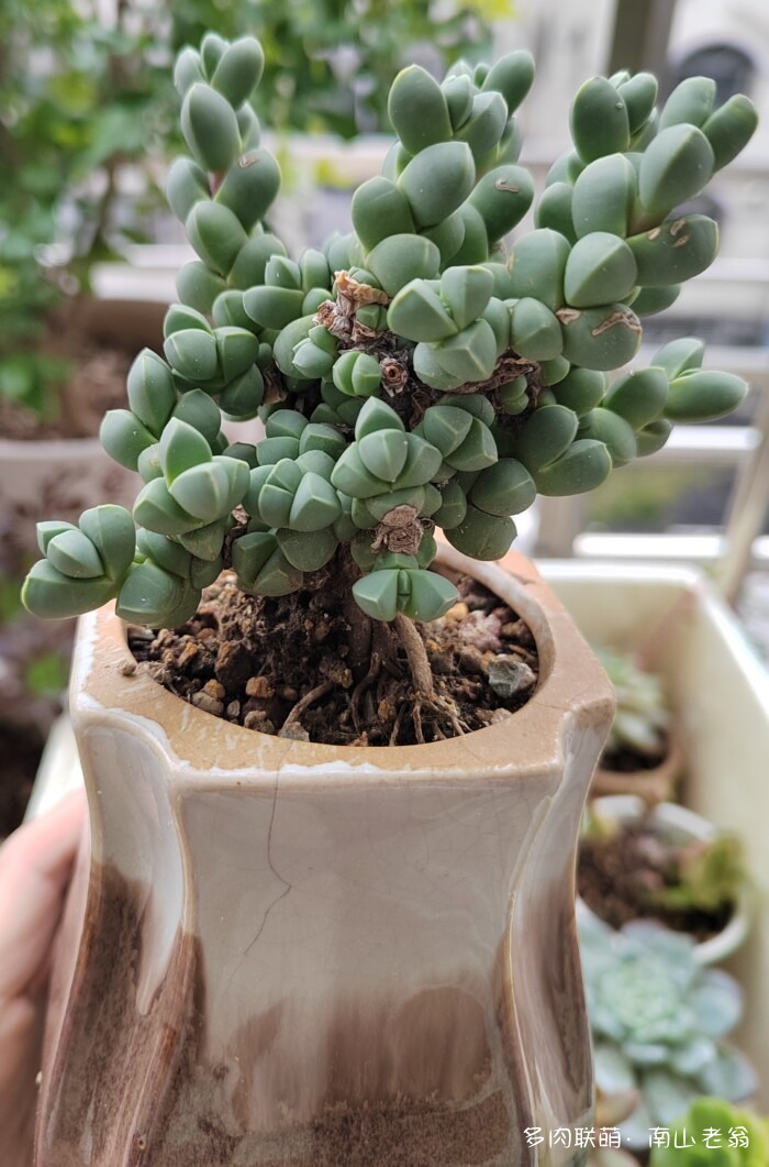 秋天新买的多肉