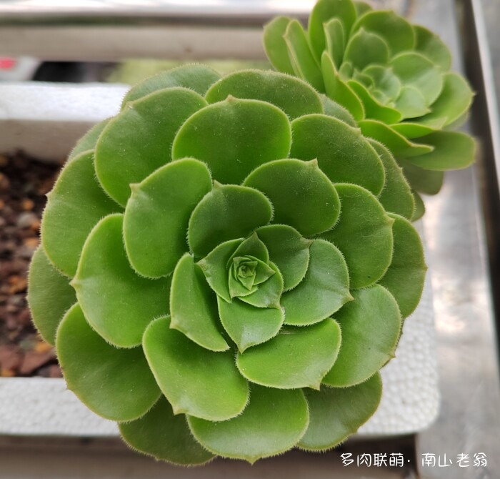 秋天新买的多肉