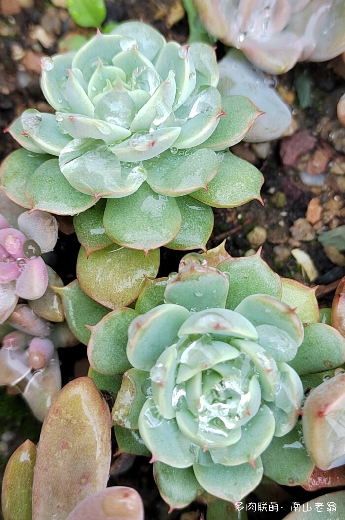 秋天新买的多肉