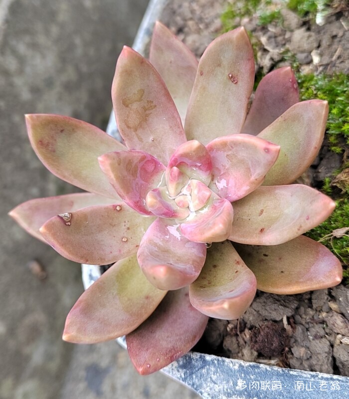 秋天新买的多肉