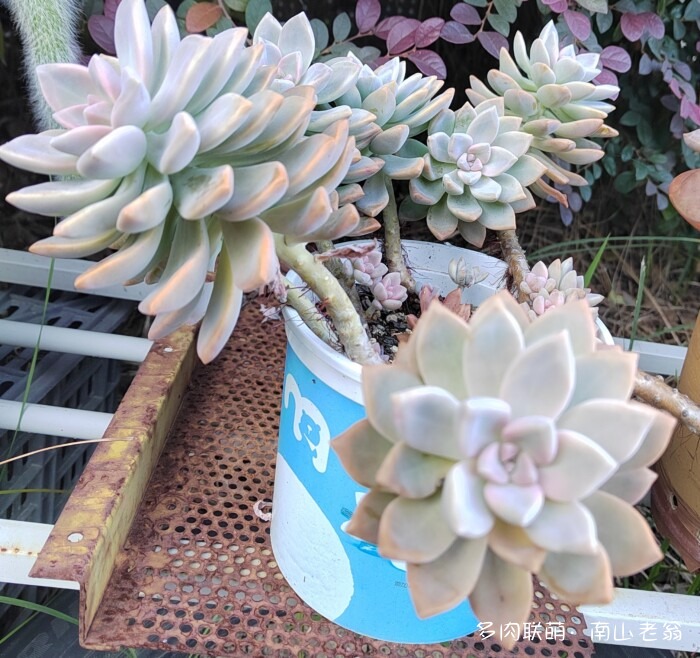 秋天刚上色的多肉