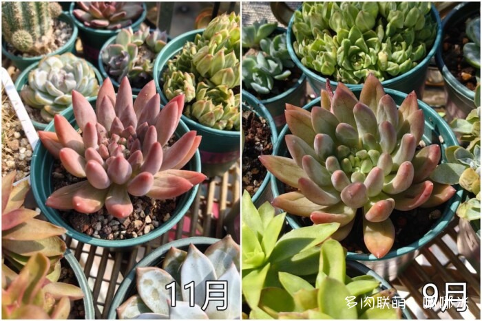 秋天的多肉