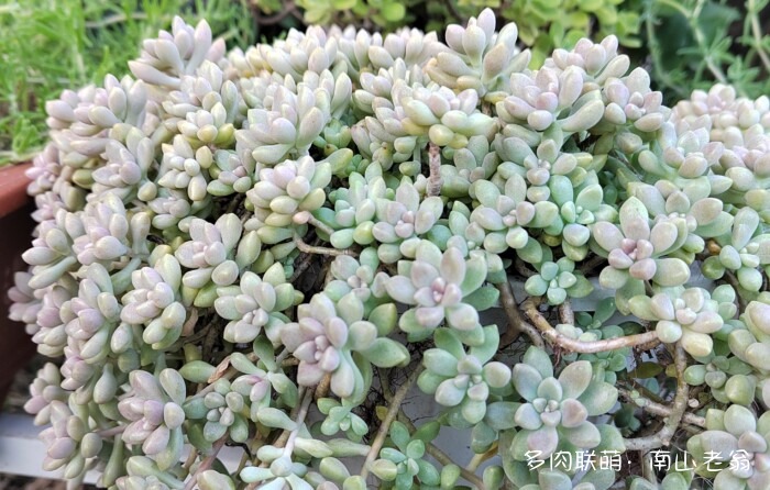 秋天刚上色的多肉