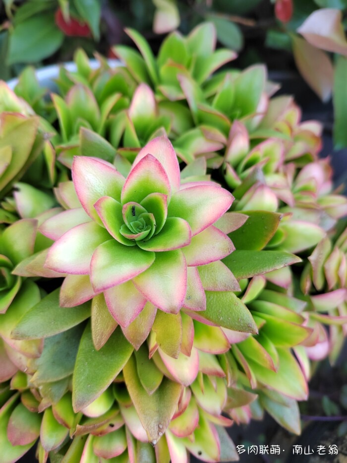 秋天刚上色的多肉