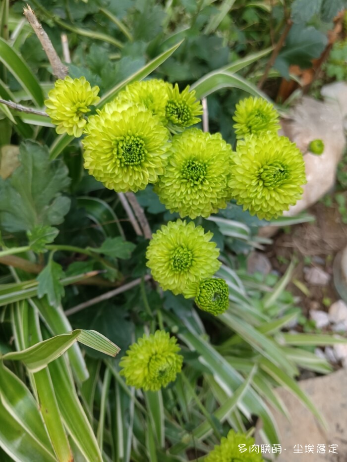 秋天花园里的多肉和花