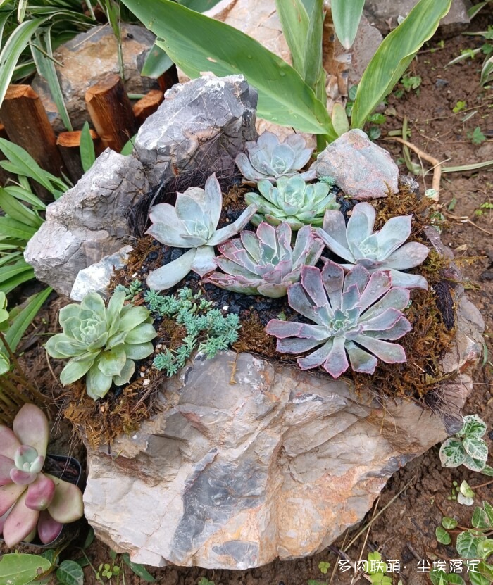 秋天花园里的多肉和花