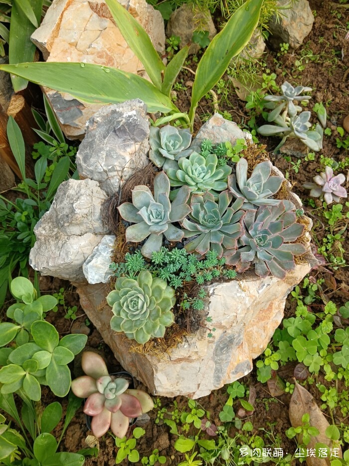 秋天花园里的多肉和花