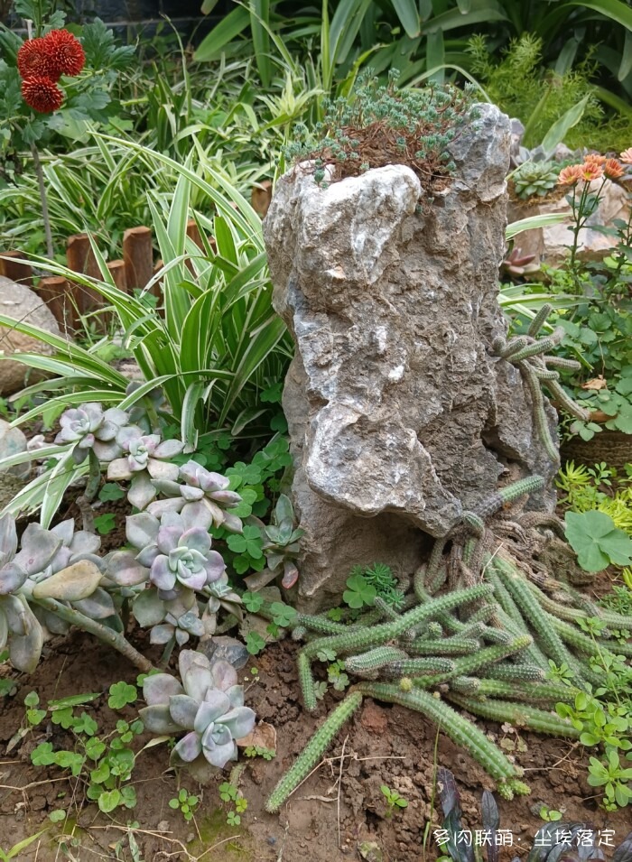 秋天花园里的多肉和花