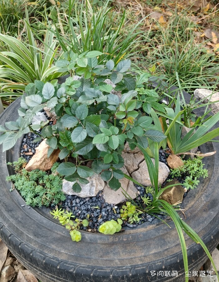 秋天花园里的多肉和花