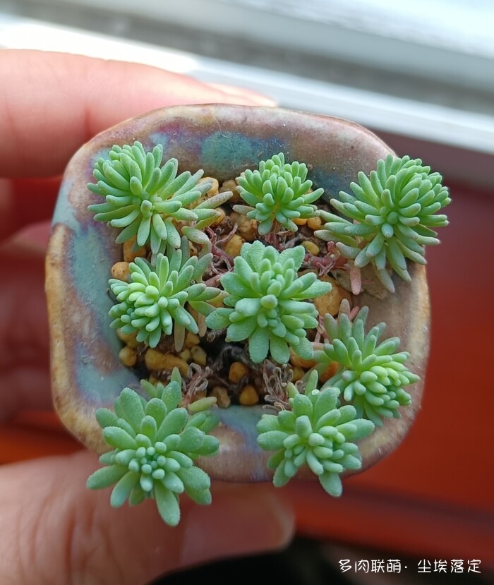 秋天花园里的多肉和花