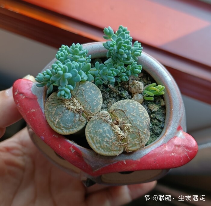 秋天花园里的多肉和花