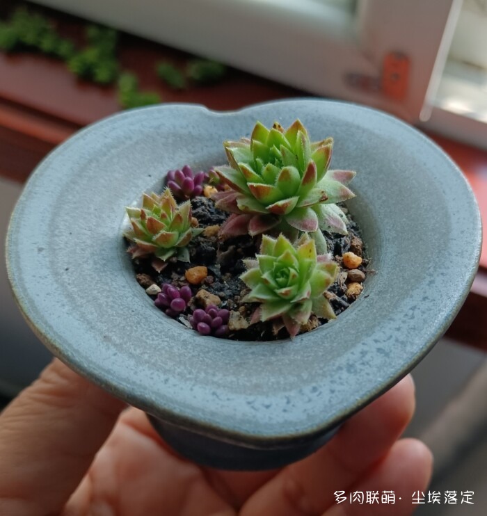 秋天花园里的多肉和花