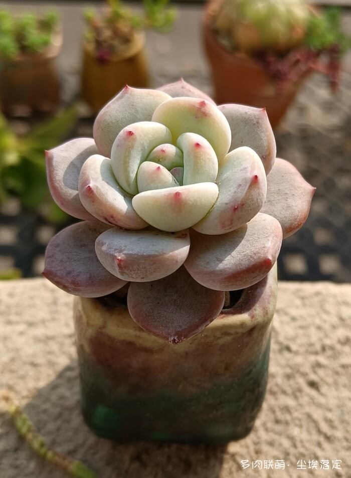 秋天花园里的多肉和花