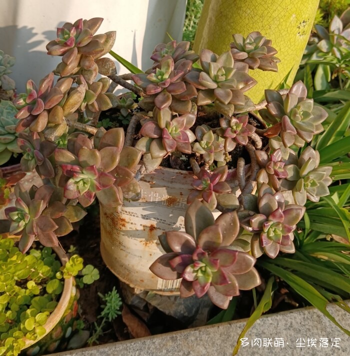 秋天花园里的多肉和花