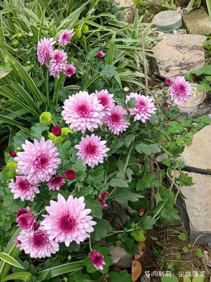 秋天花园里的多肉和花