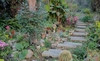 秋天花园里的多肉与花