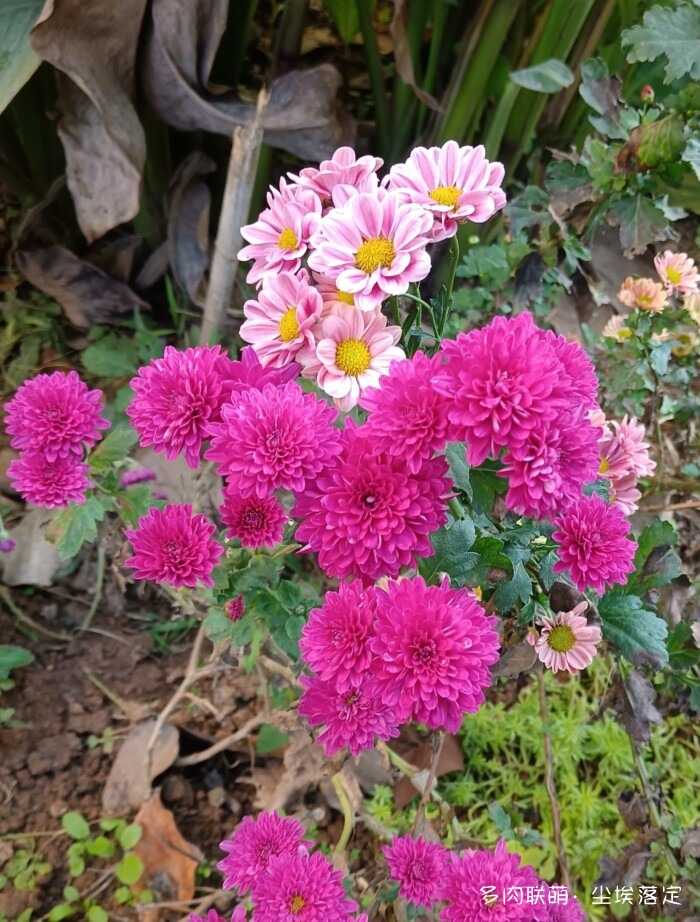 秋天花园里的多肉和花