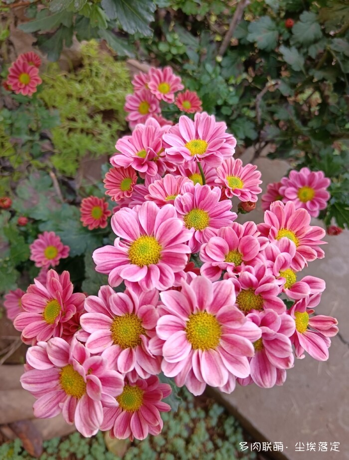 秋天花园里的多肉和花