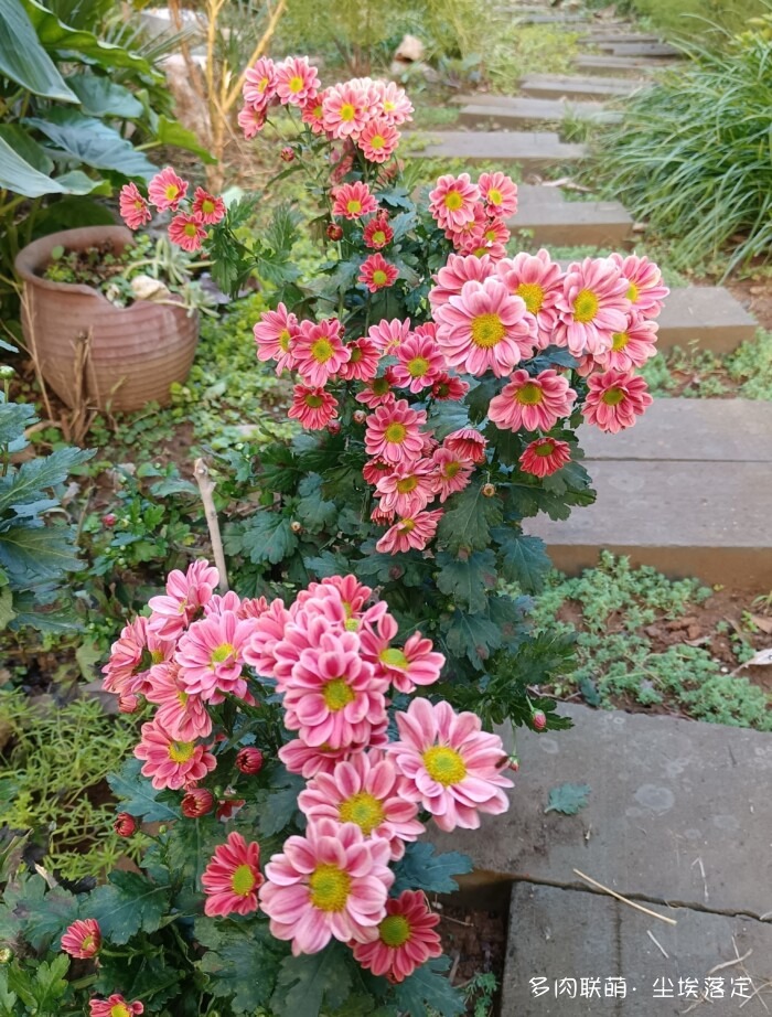 秋天花园里的多肉和花