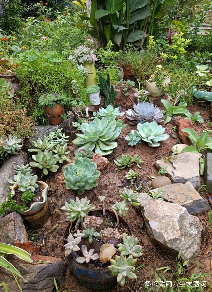 秋天花园里的多肉和花