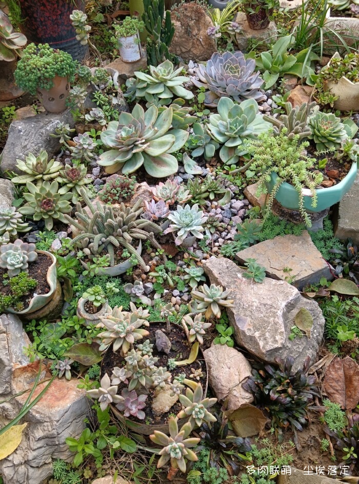 秋天花园里的多肉和花