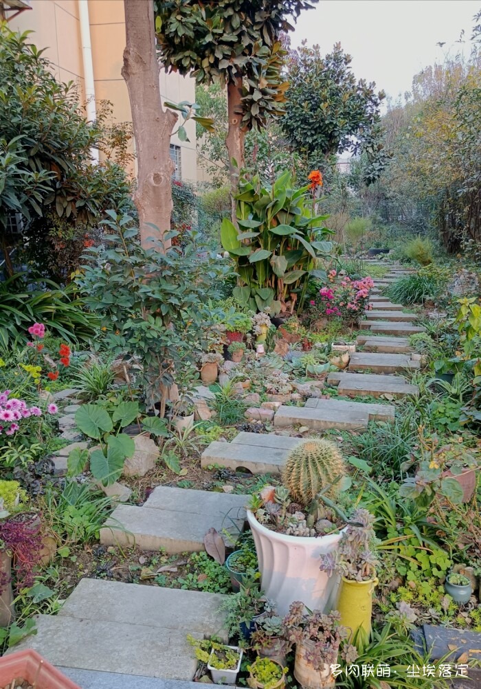 秋天花园里的多肉和花