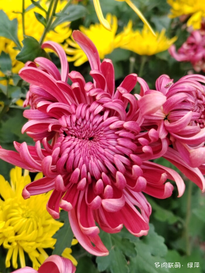 山东秋天的多肉与风光