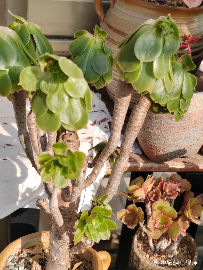 山东秋天的多肉与风光