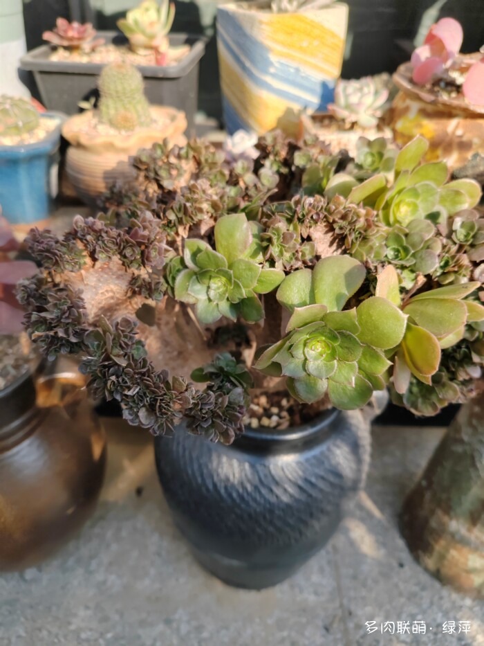 山东秋天的多肉与风光