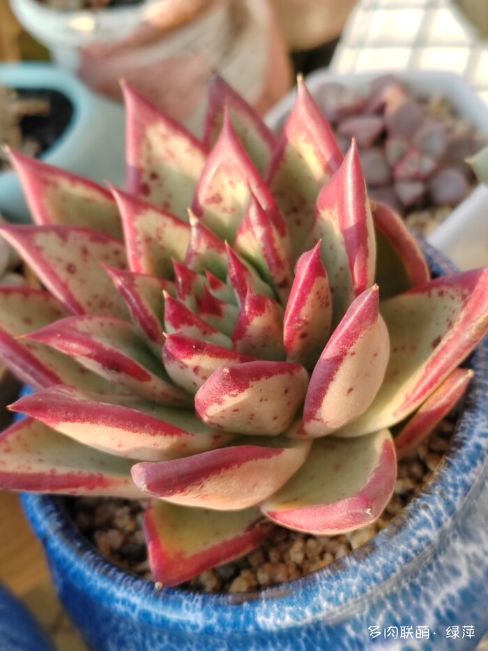 山东秋天的多肉与风光