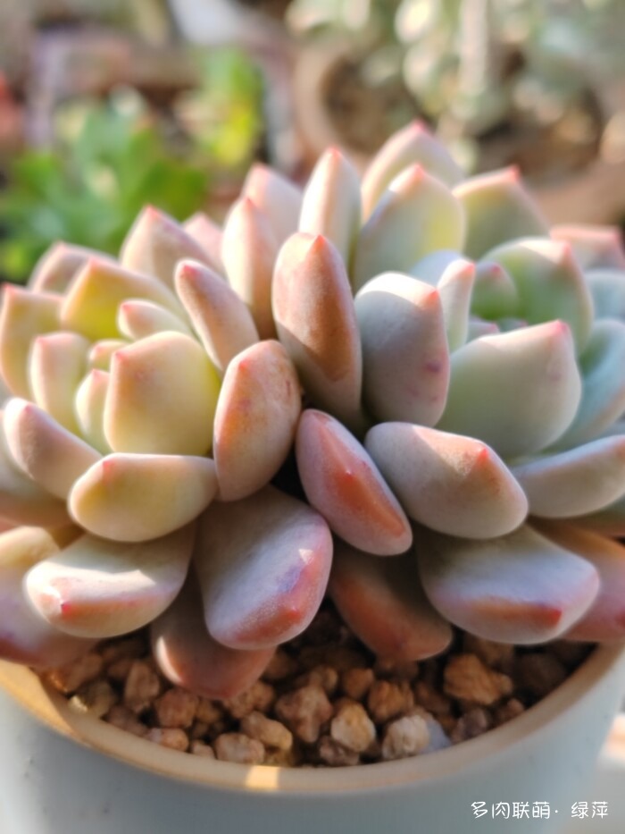 山东秋天的多肉与风光