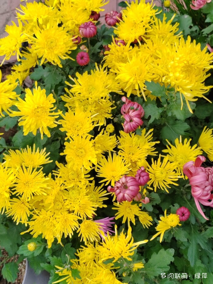 山东秋天的多肉与风光