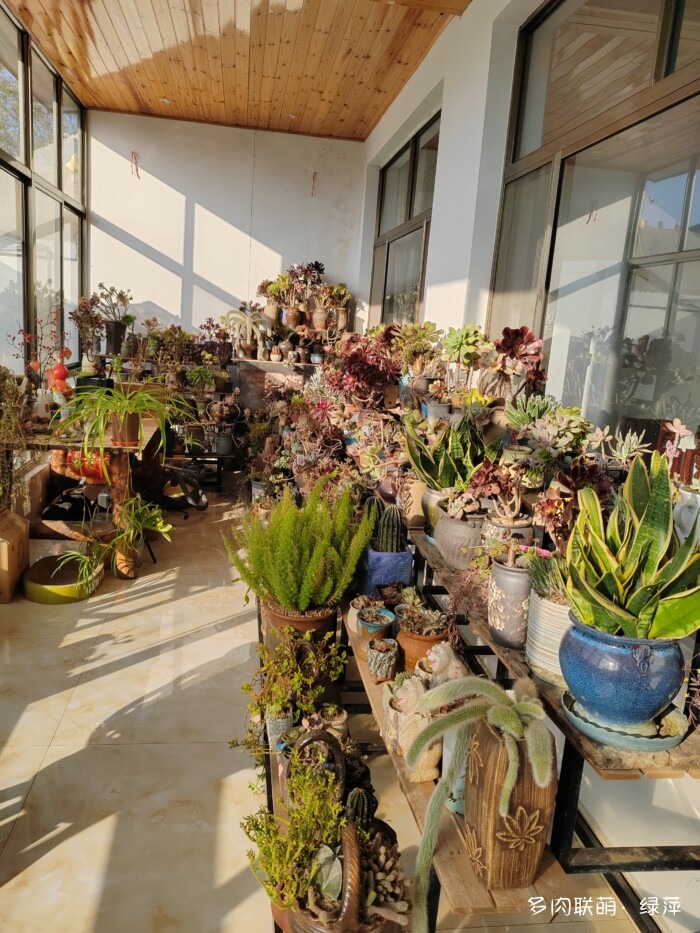 山东秋天的多肉与风光