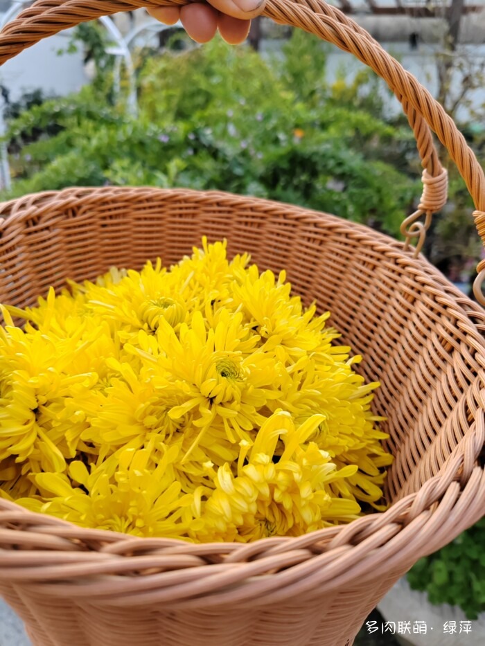 山东秋天的多肉与风光