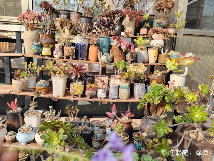 山东秋天的多肉与风光