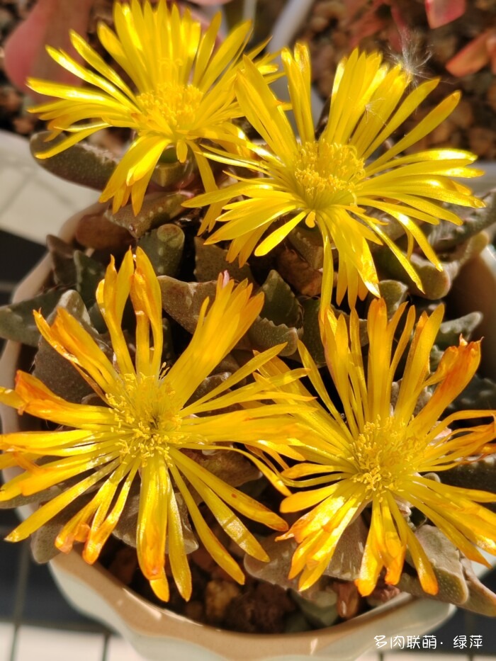 山东秋天的多肉与风光