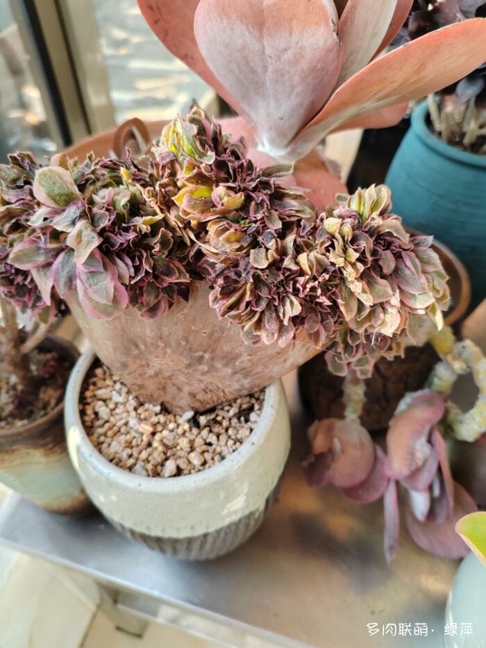 山东秋天的多肉与风光