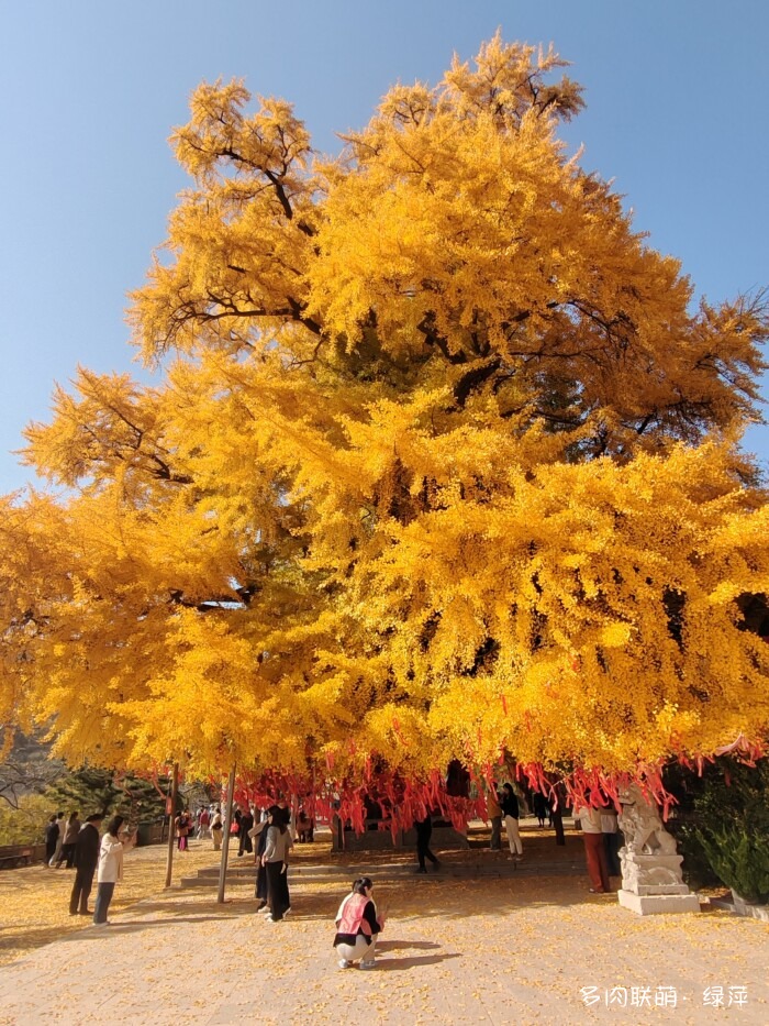 山东秋天的多肉与风光