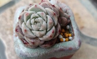 小雪前室外多肉最后一瞥