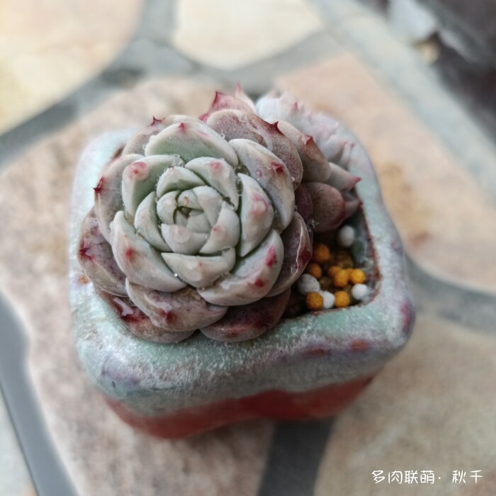 东北进屋前的多肉