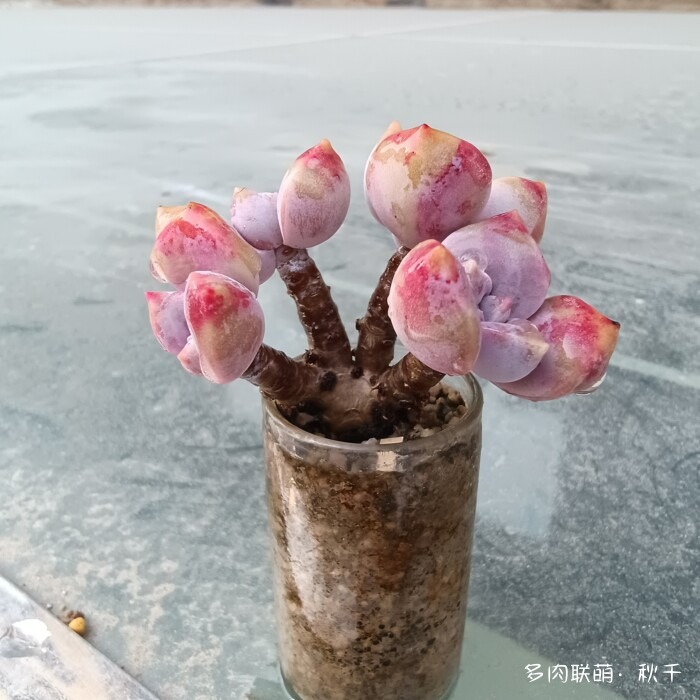 东北进屋前的多肉