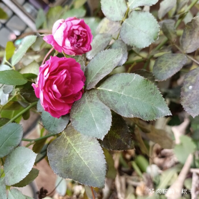 东北进屋前的多肉