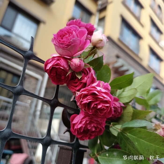 东北进屋前的多肉